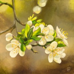 Apple Tree Blossoms