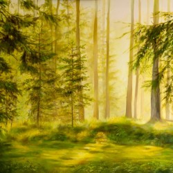 Forest Sunset