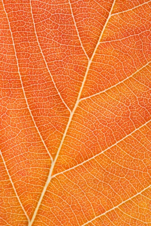 Autumn Leaf