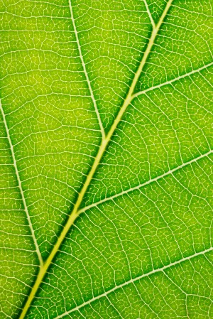Autumn Leaf
