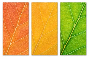 Autumn Leaves