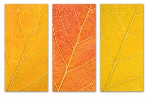 Autumn Leaves