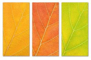 Autumn Leaves