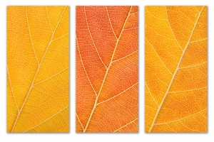 Autumn Leaves