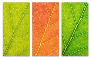 Autumn Leaves