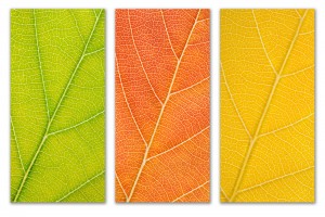 Autumn Leaves