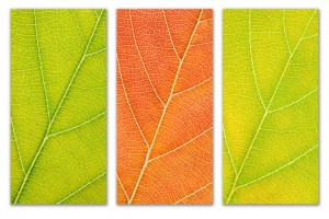 Autumn Leaves