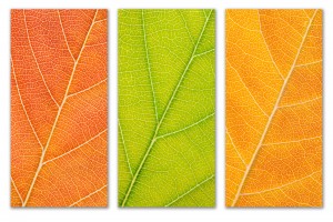 Autumn Leaves