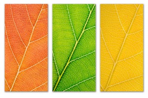Autumn Leaves