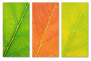 Autumn Leaves