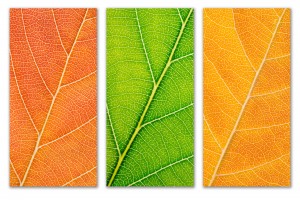 Autumn Leaves