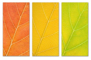 Autumn Leaves