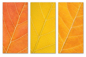 Autumn Leaves