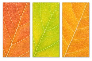 Autumn Leaves