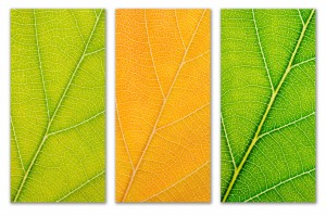 Autumn Leaves