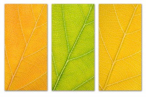 Autumn Leaves