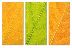 Autumn Leaves