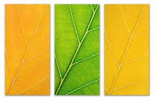 Autumn Leaves