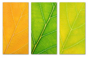 Autumn Leaves