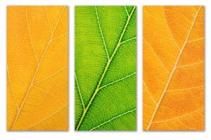 Autumn Leaves