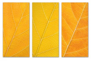 Autumn Leaves