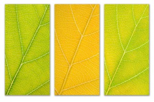 Autumn Leaves