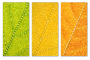 Autumn Leaves