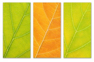 Autumn Leaves