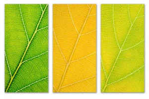 Autumn Leaves