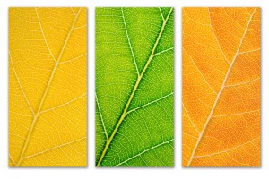 Autumn Leaves