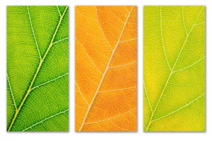 Autumn Leaves