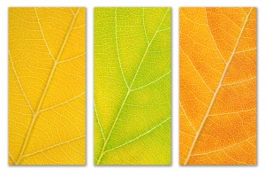 Autumn Leaves