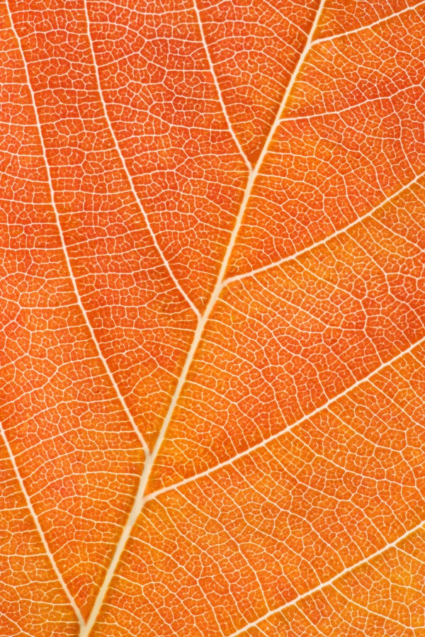 Autumn Leaf Print