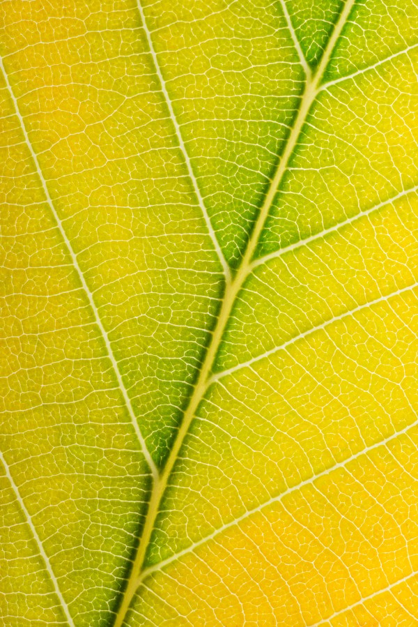 Autumn Leaf Print
