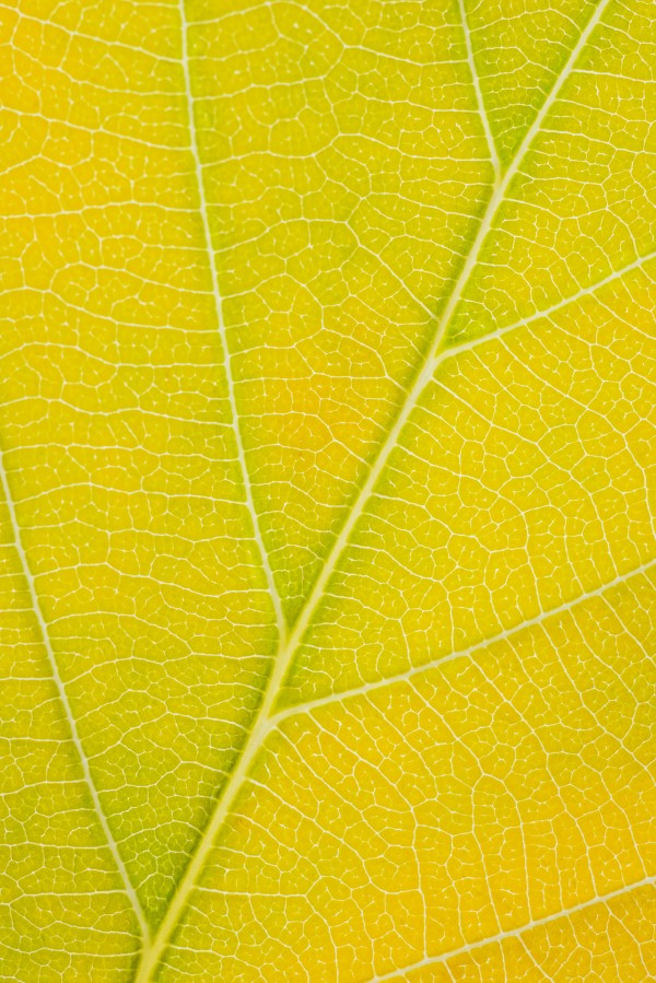 Autumn Leaf Print