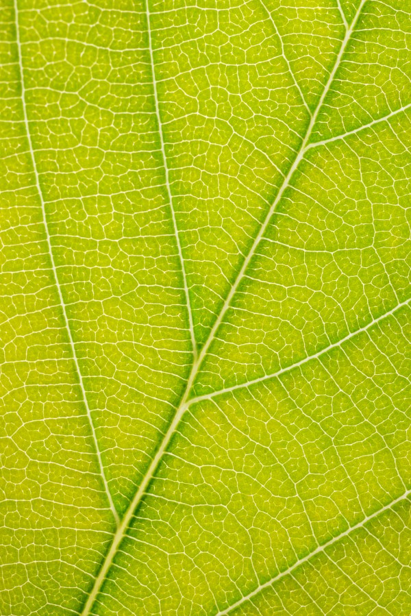 Autumn Leaf Print