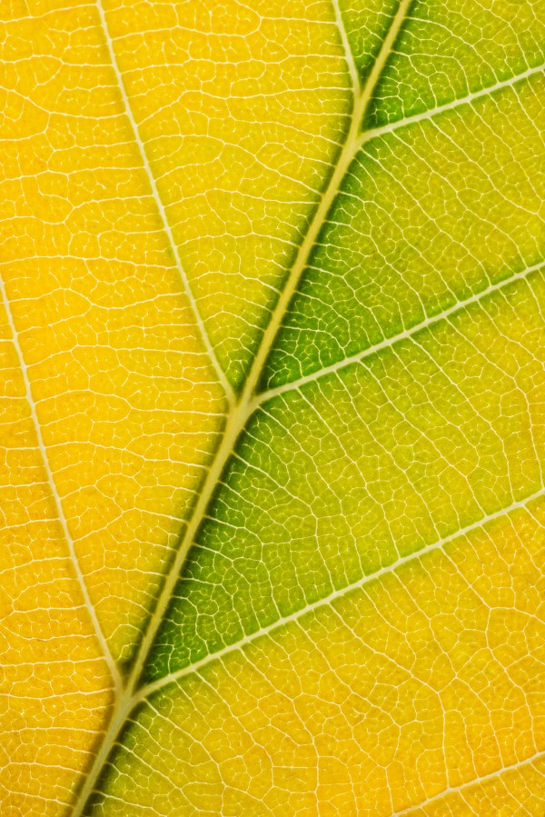 Autumn Leaf Print