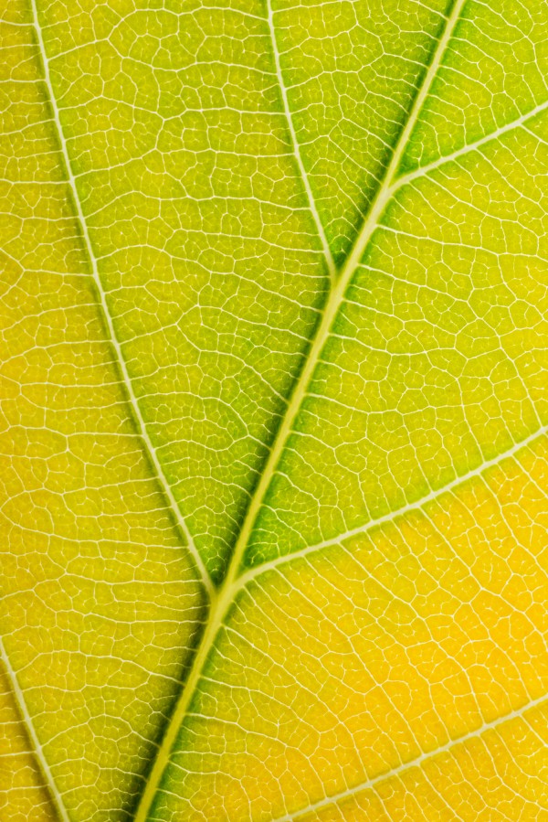 Autumn Leaf Print