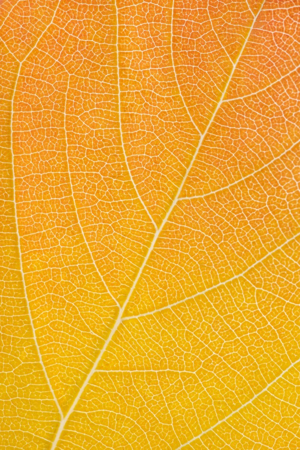 Autumn Leaf Print