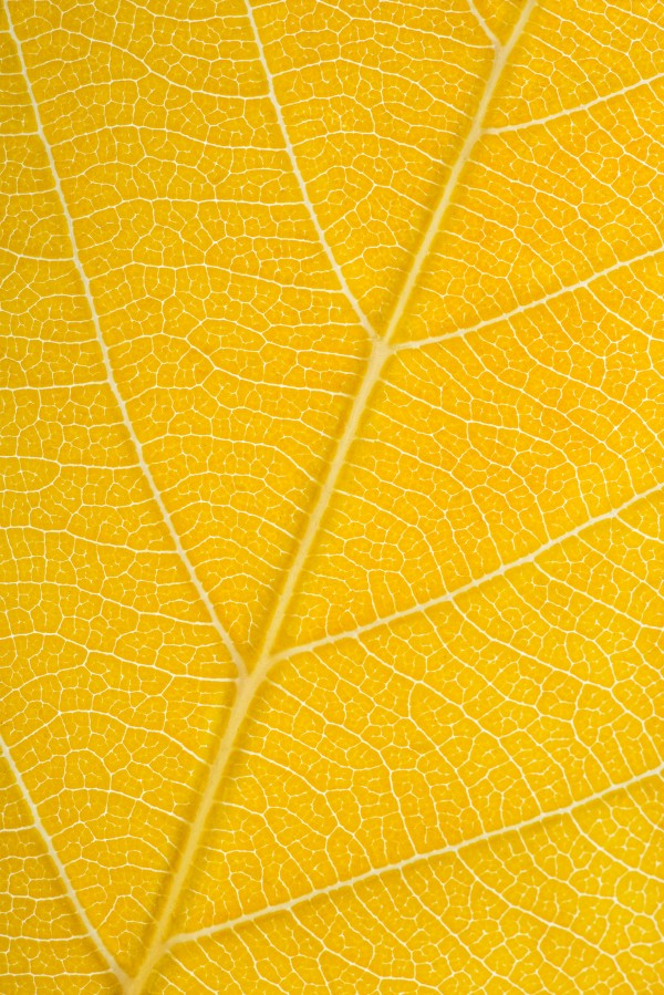 Autumn Leaf Print