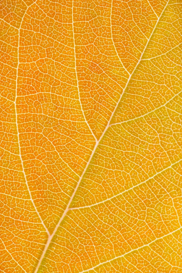 Autumn Leaf Print
