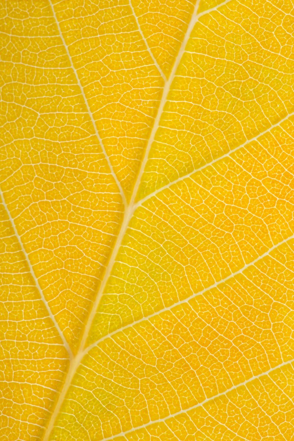 Autumn Leaf Print