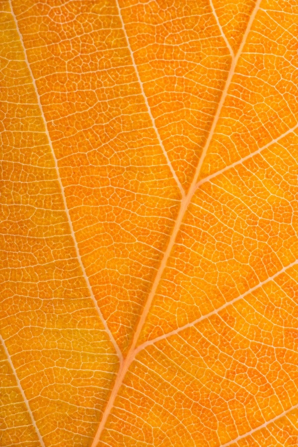 Autumn Leaf Print