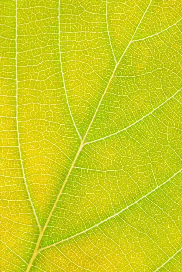 Autumn Leaf Print