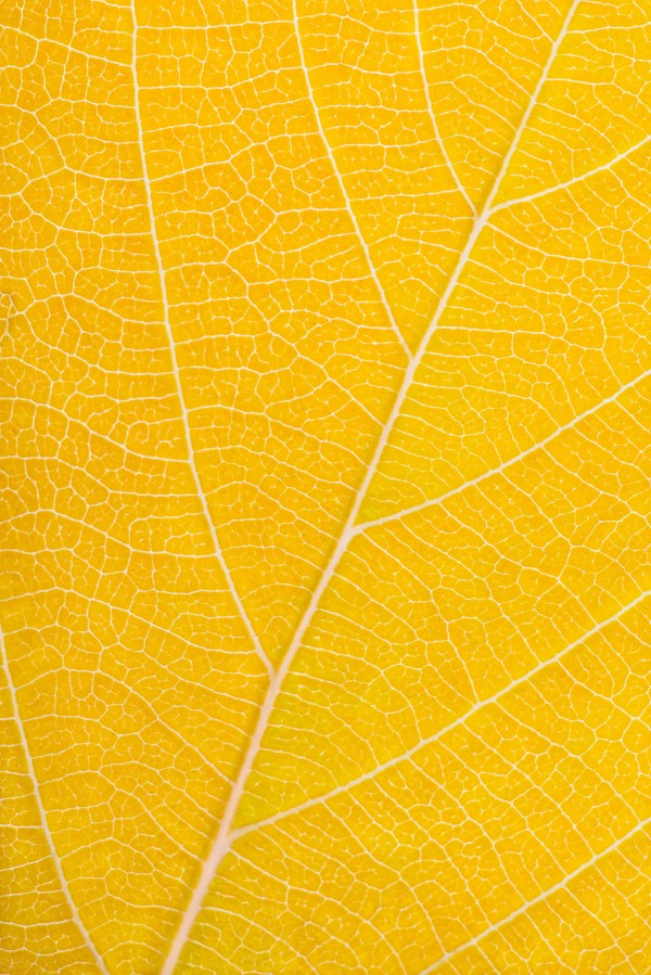 Autumn Leaf Print