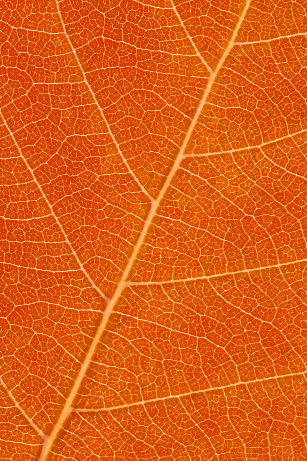 Autumn Leaf Print