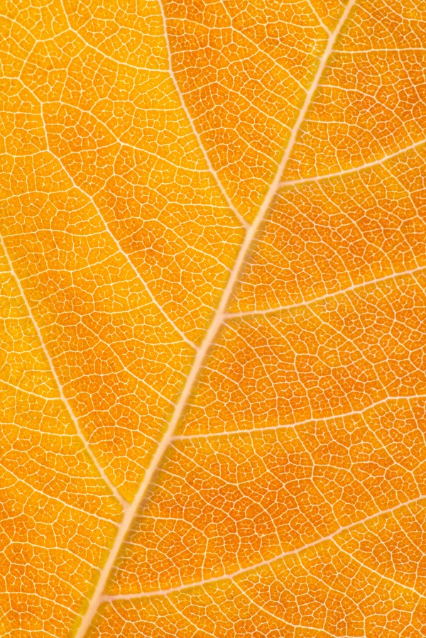 Autumn Leaf Print