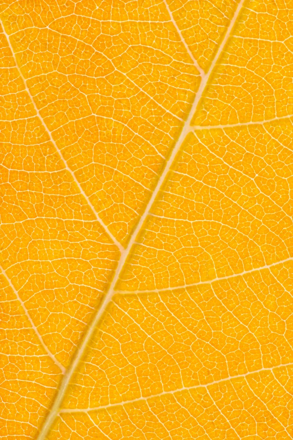 Autumn Leaf Print