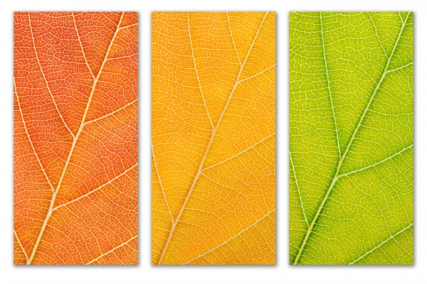 Autumn Leaves by Philippe Monthoux