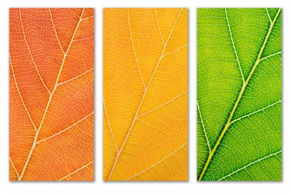 Autumn Leaves by Philippe Monthoux